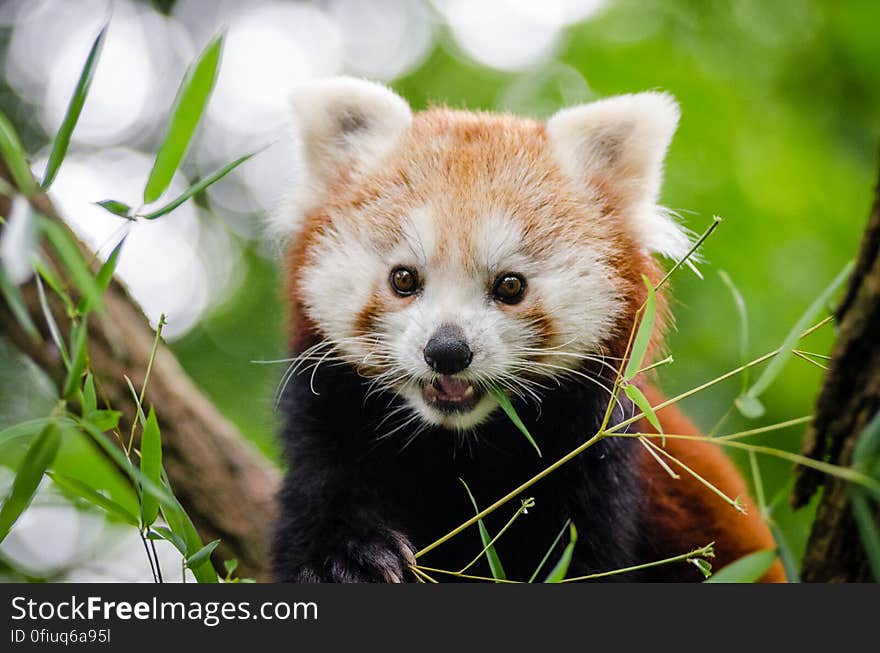 Red Panda