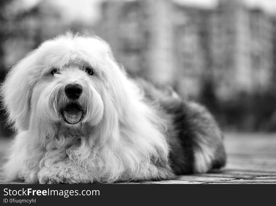 White Black Old English Sheepdog