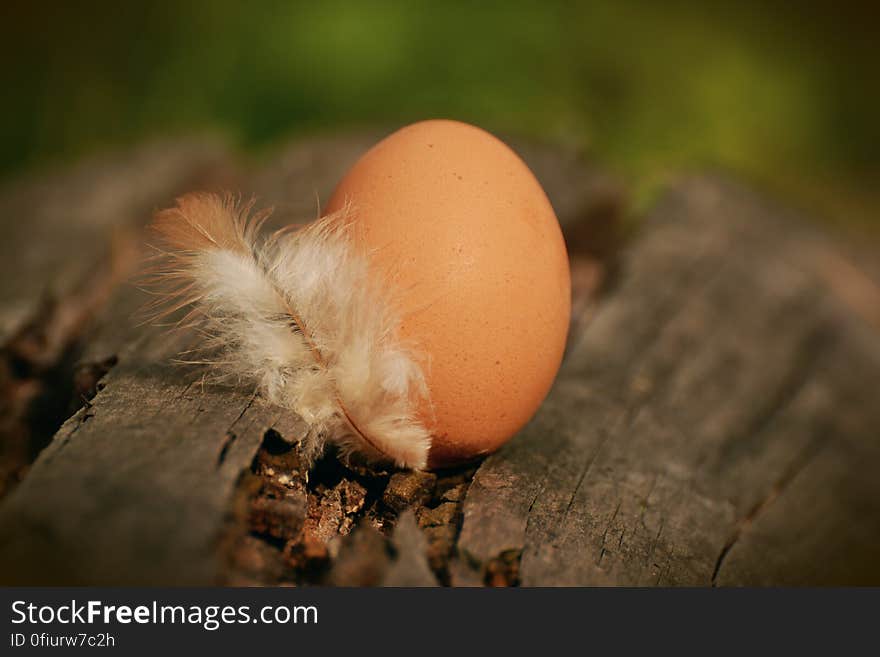 Native Egg Beside White Feather on Brown Tree Log