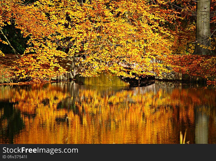 Forest in Autumn beside a river with the orange, red and yellow colors of the trees reflected in the water. Forest in Autumn beside a river with the orange, red and yellow colors of the trees reflected in the water.