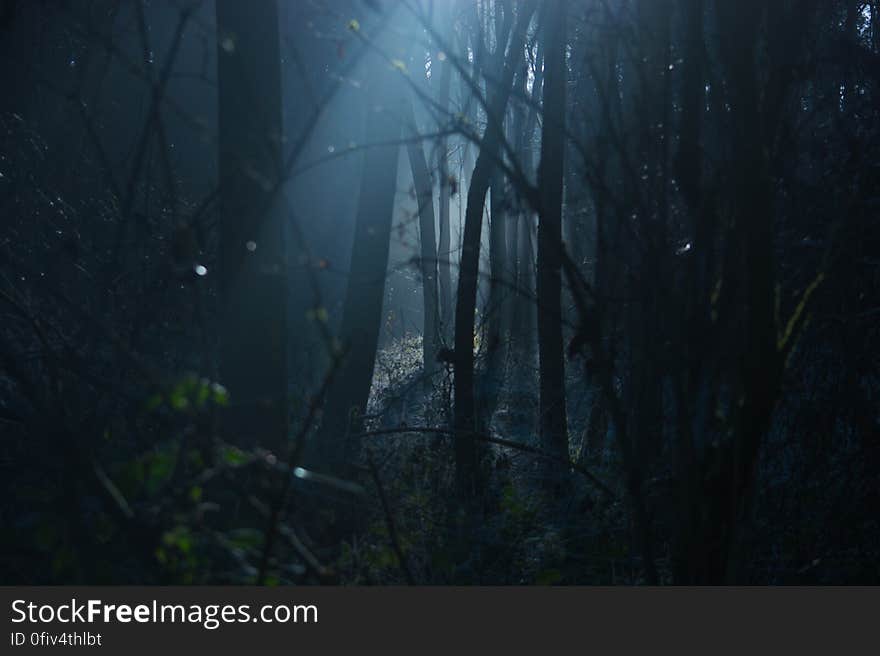 Scenic view of trees in foggy scary forest at night. Scenic view of trees in foggy scary forest at night.