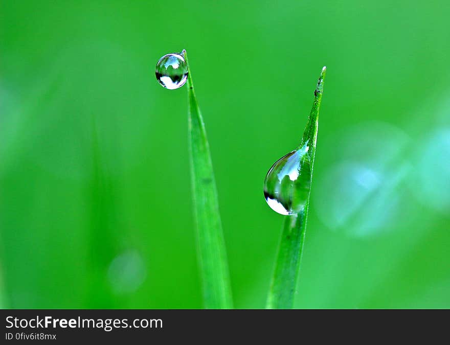 Macro view of two dew drops on blades of grass, green background.