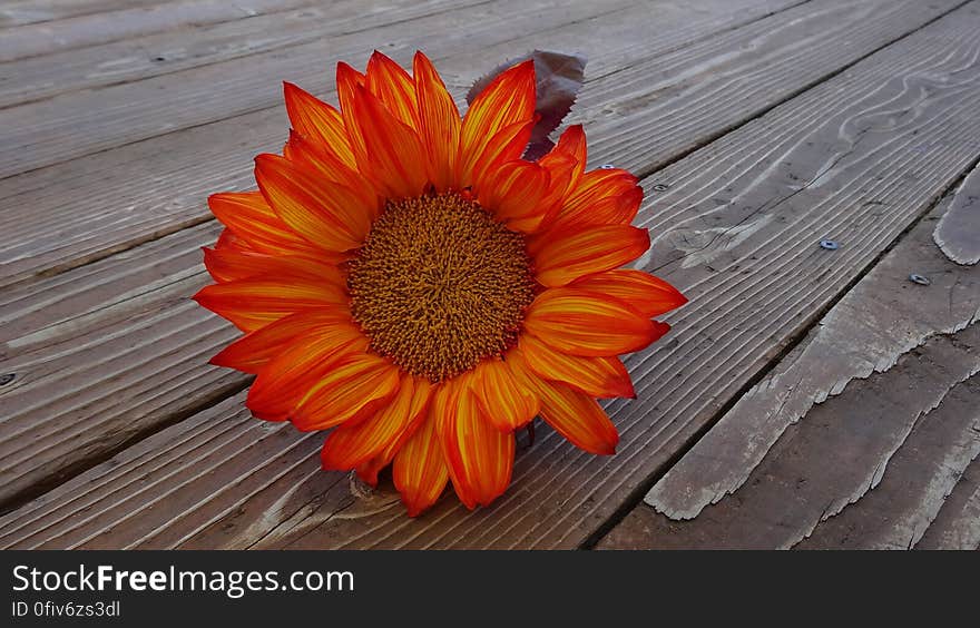 A red sunflower blossom on wooden table.