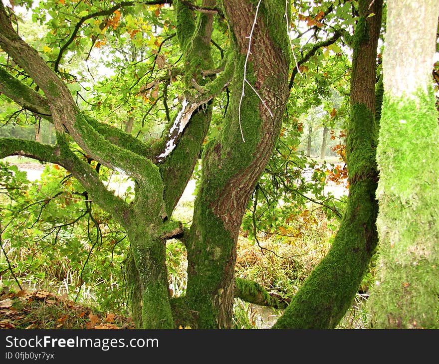 Plant, Natural landscape, Tree, Trunk, Terrestrial plant, Twig