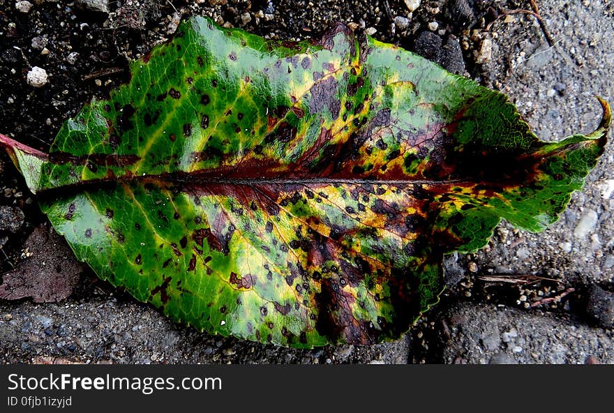 colorful leaf 2