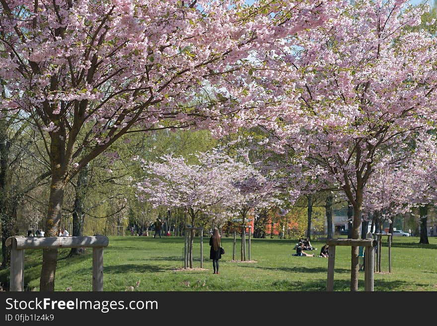 Cherry blossom in “Uzvaras parks” &#x28;“Victory park”&#x29;, Riga, Latvia.