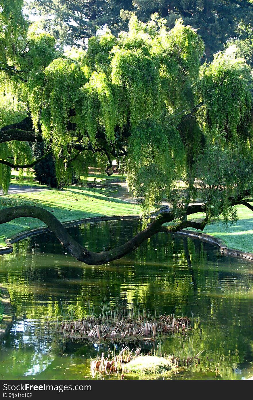 trees and pond in park