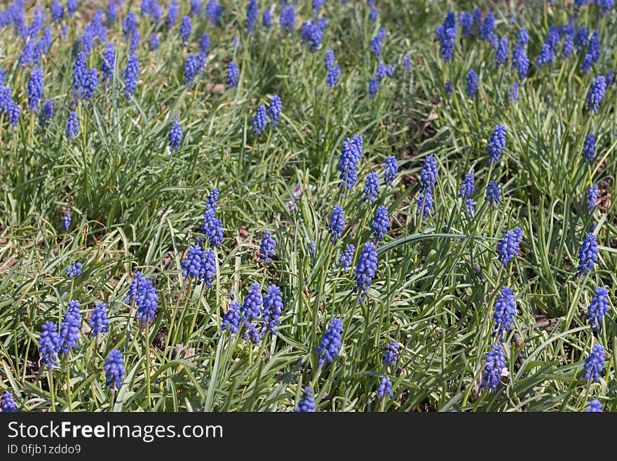 Armenian grape hyacinth / Garden Grape-hyacinth in “Uzvaras parks” &#x28;“Victory park”&#x29;, Riga, Latvia. Armenian grape hyacinth / Garden Grape-hyacinth in “Uzvaras parks” &#x28;“Victory park”&#x29;, Riga, Latvia.