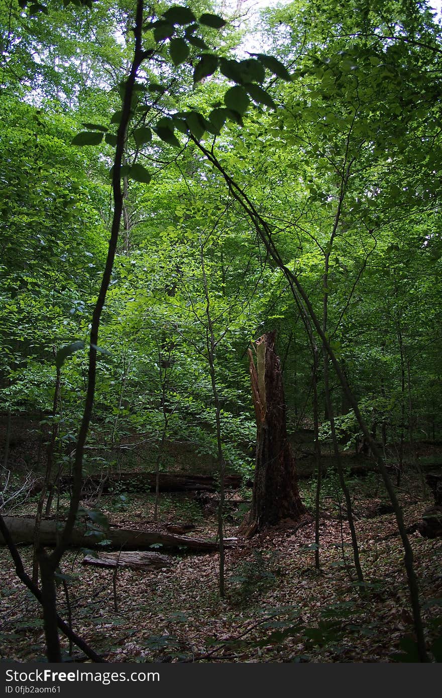 Plant, Terrestrial plant, Wood, Twig, Tree, Natural landscape