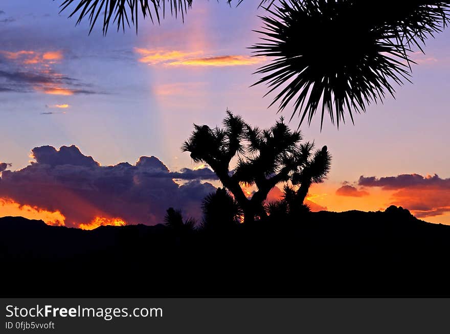 Silhouette of Plant during Daytime