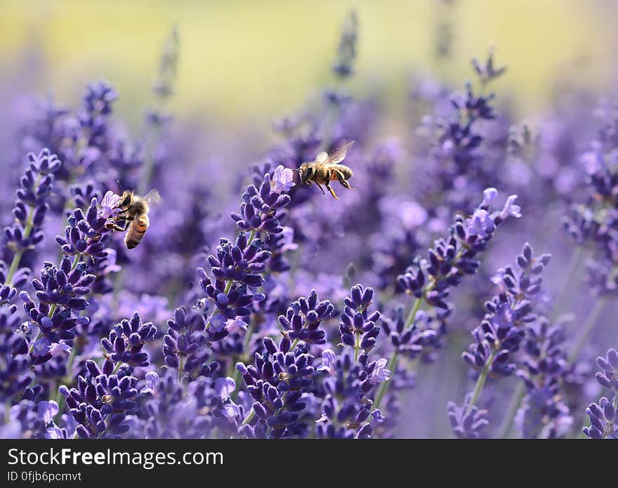 Bees on Purple Flower