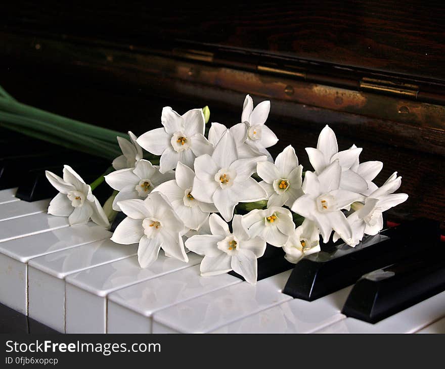 White Orchid on Brown Wooden Piano