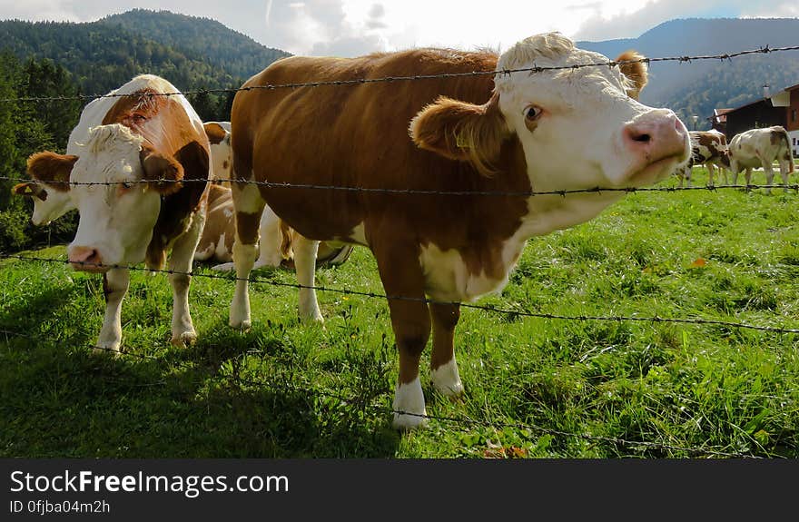 Cows on a pasture behind a barbed wire fence. Cows on a pasture behind a barbed wire fence.