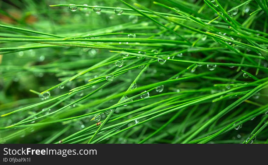 Green grass with clear water drops hanging from the grass blades. Green grass with clear water drops hanging from the grass blades.