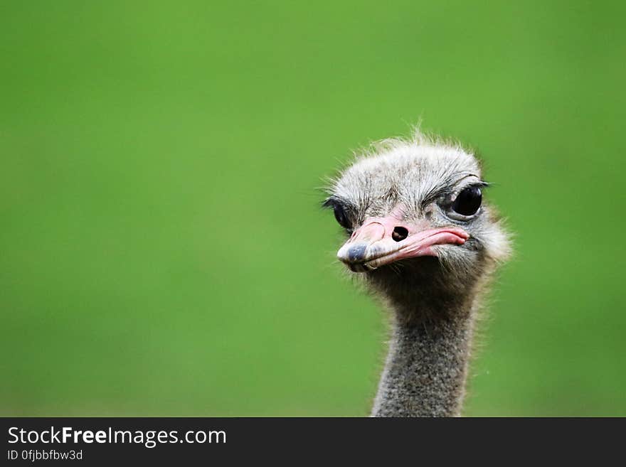 Gray Ostrich