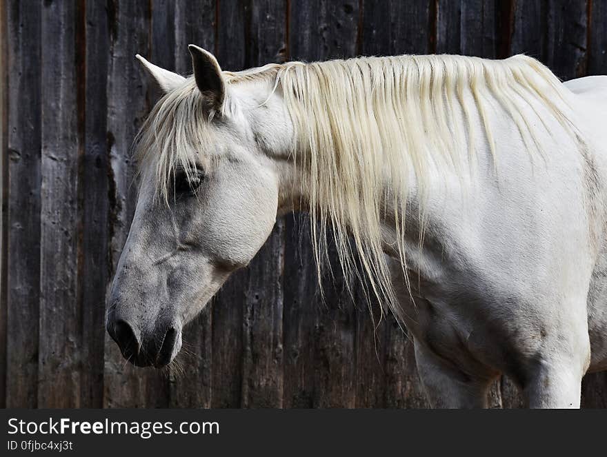 A close up of a white horse. A close up of a white horse.