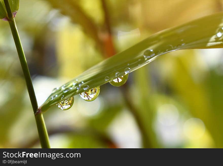 Close up of dew drops on green leaf. Close up of dew drops on green leaf.