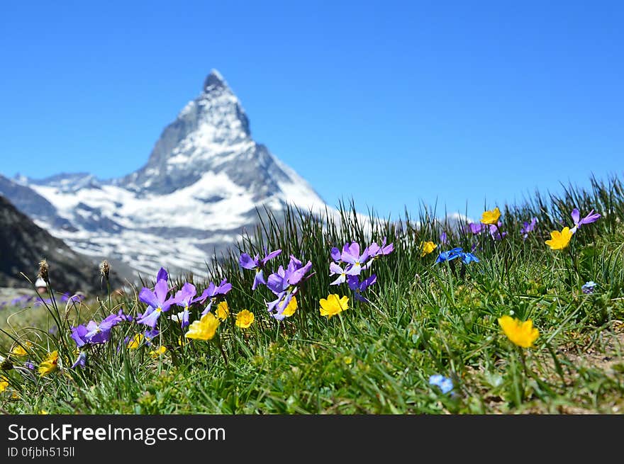 Flowers blooming in Alpine meadow with Matterhorn mountain in background, Switzerland. Flowers blooming in Alpine meadow with Matterhorn mountain in background, Switzerland.