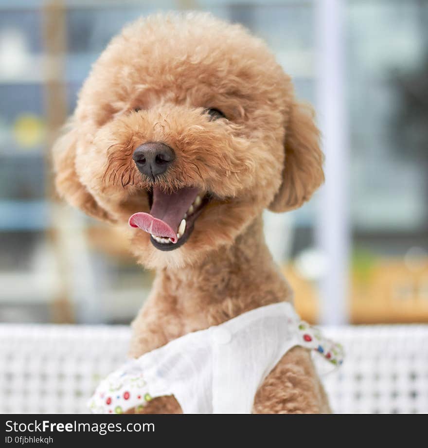 Cute golden poodle puppy outdoors with tongue out wearing clothing.