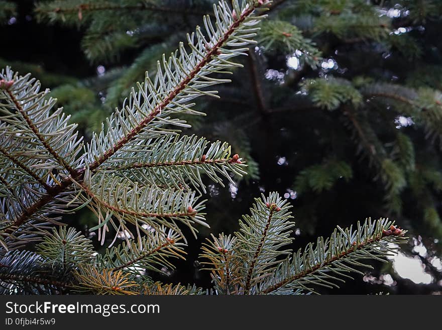 A close up of fir tree branches.