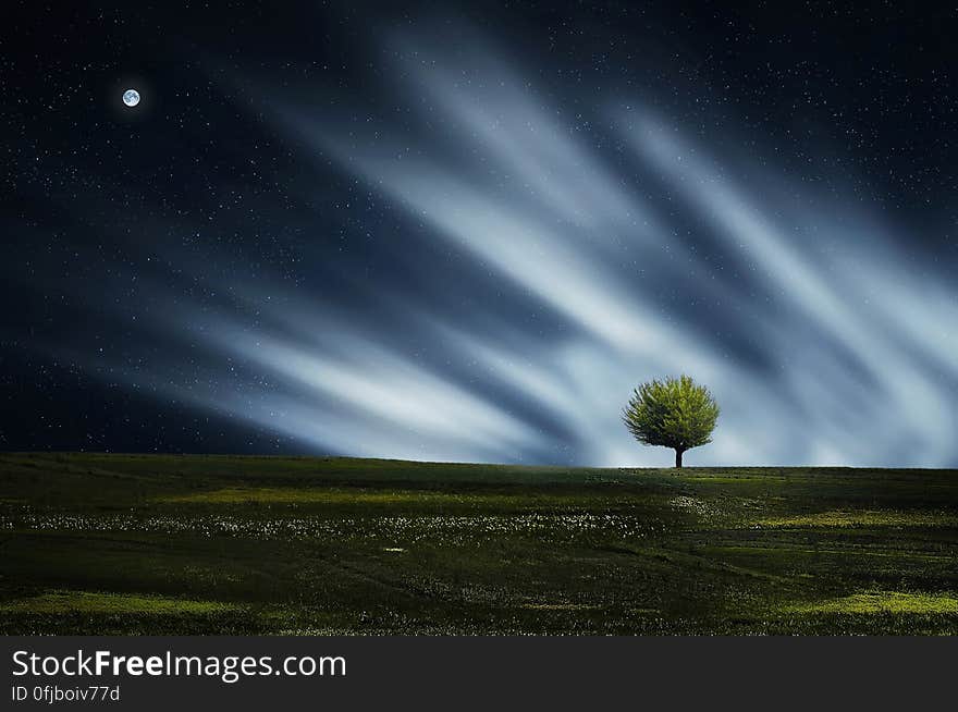 Landscape with moorland, a single tree, Aurora Borealis and moon, black sky at night. Landscape with moorland, a single tree, Aurora Borealis and moon, black sky at night.