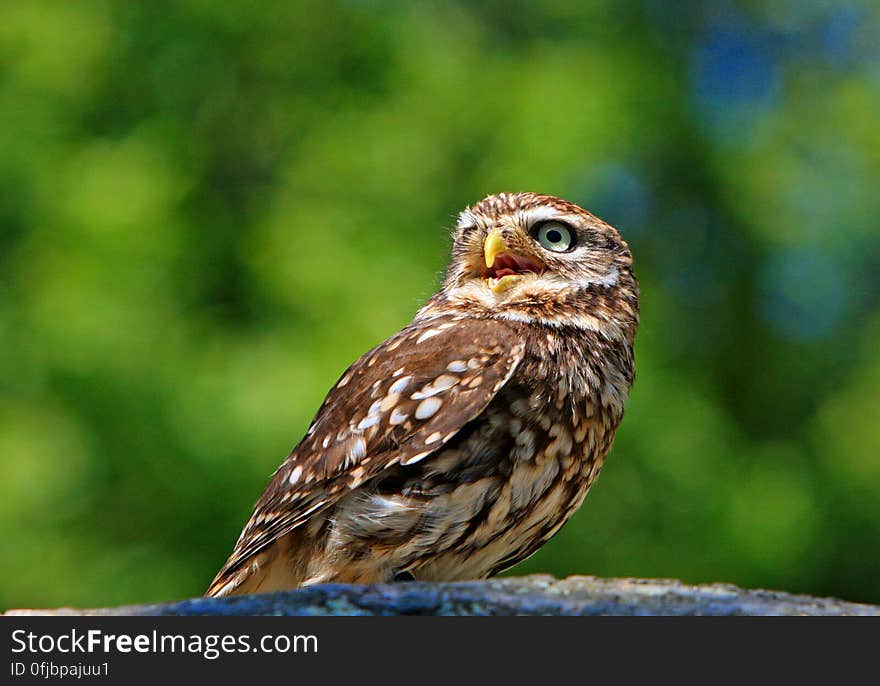 Brown and White Bird Standing on Grey Surface during Daytime