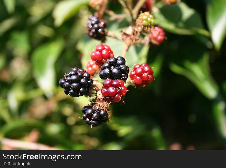 Closeup Photo of Black and Red Round Fruit