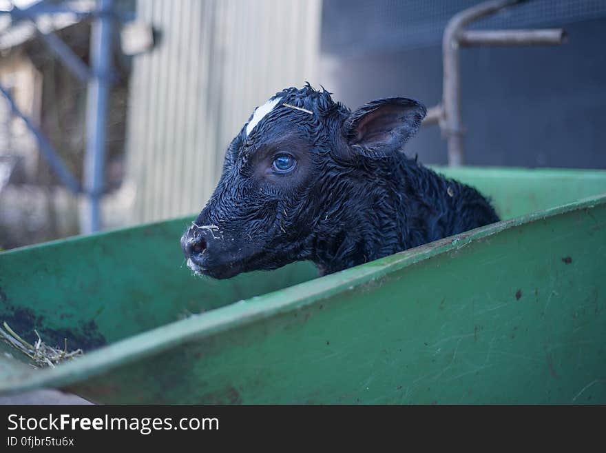 Black Goat in Green Cart during Daytime