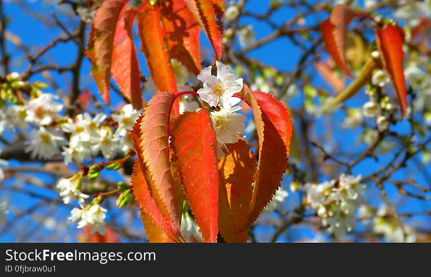 Orange Leaf Beside White Flower