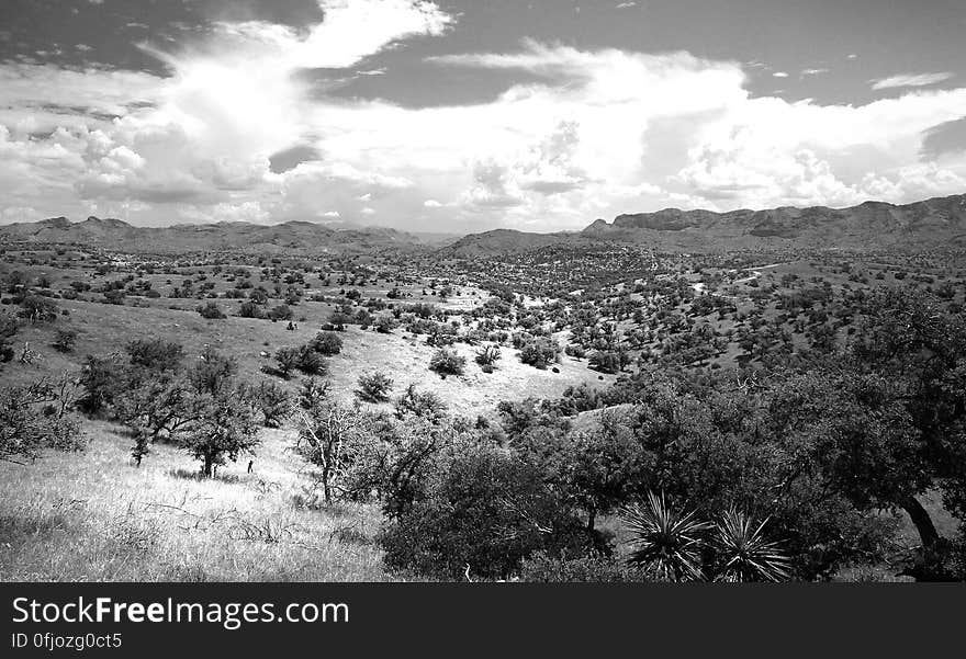 Grayscale Photo of Green Trees