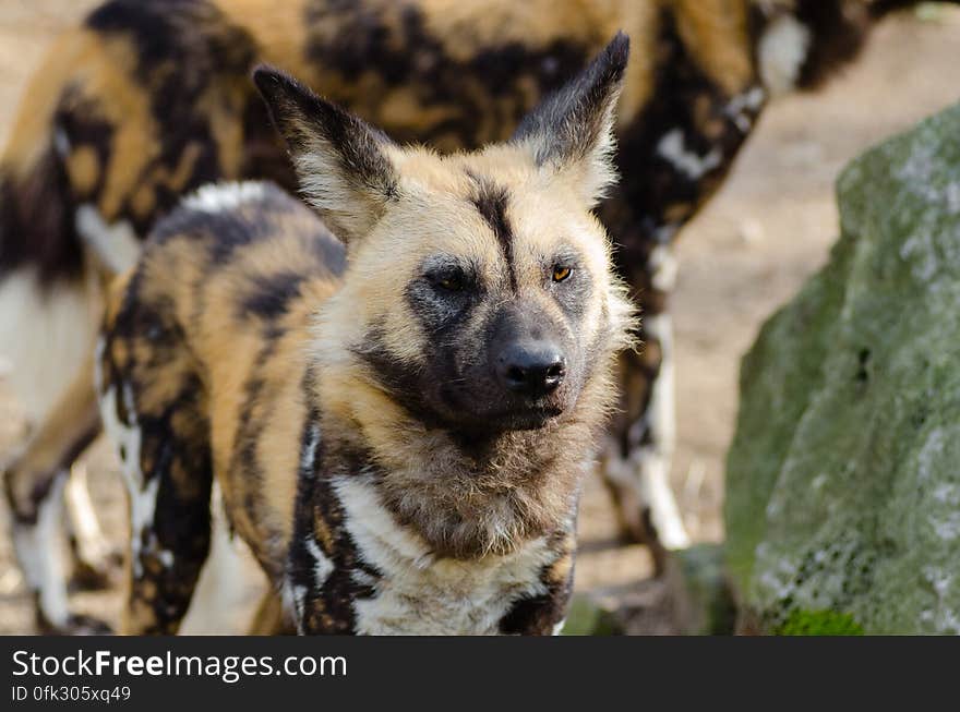 African Wild Dog