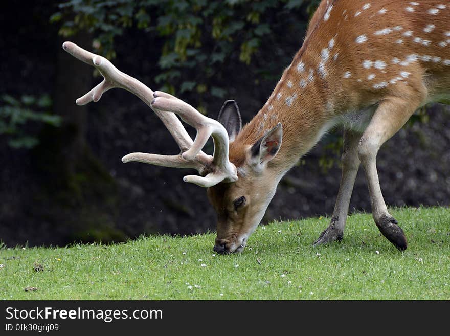 Spotted Deer Eating Grass on Green Grass at Daytime