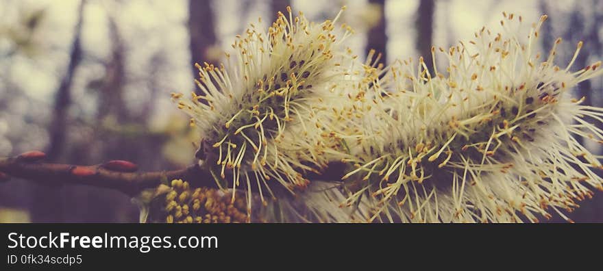 A close up on the catkins on a blooming tree.