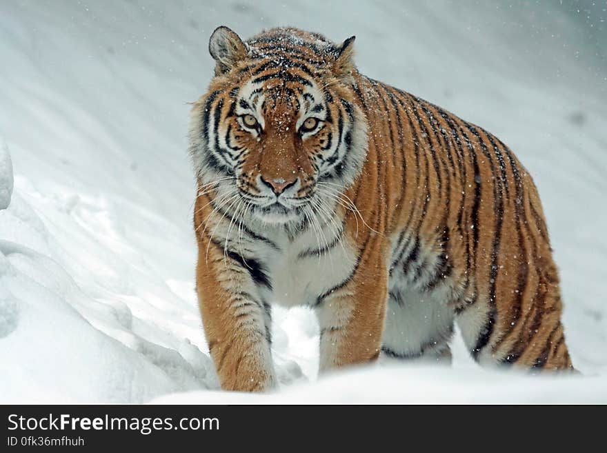 Portrait of adult tiger in snow.