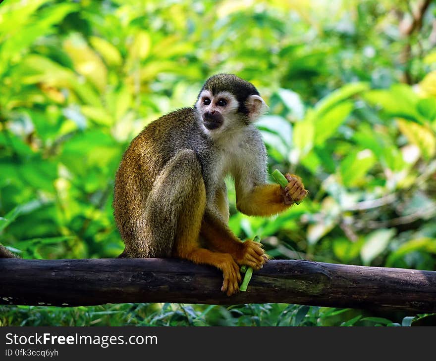 Brown Monkey on Tree Trunk Sitting