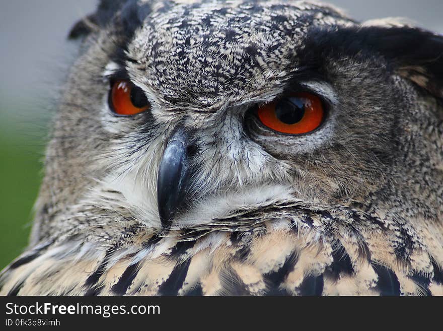 Grey Owl