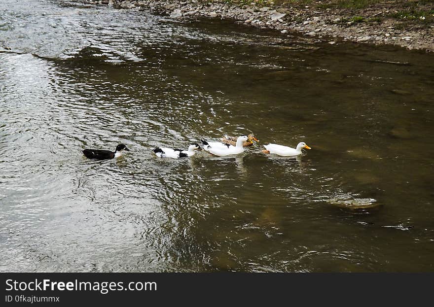 Lots of ducks coming proud at the beach. Location, Moldovita, Suceava, Romania