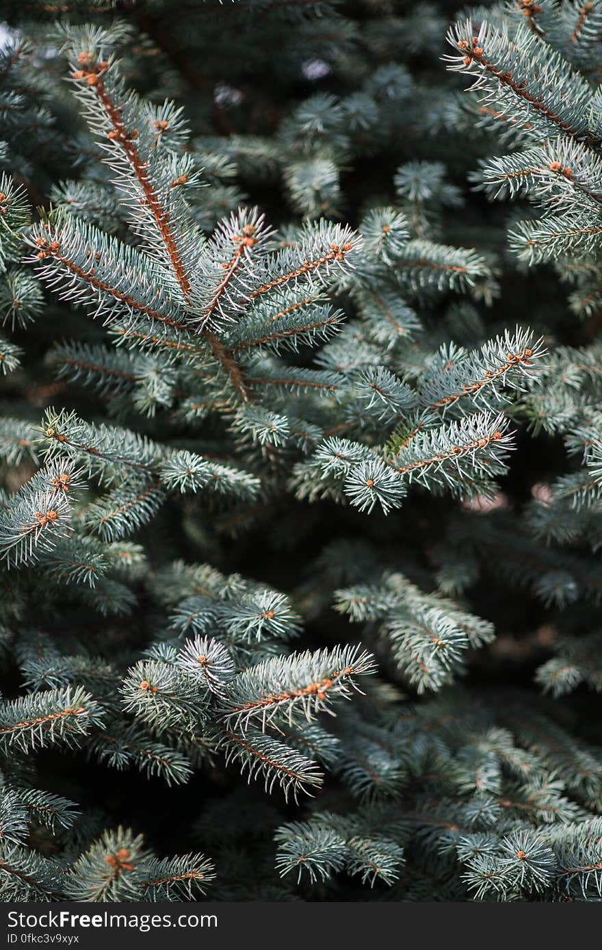 The Branches Of A Blue Spruce, Closeup, Background