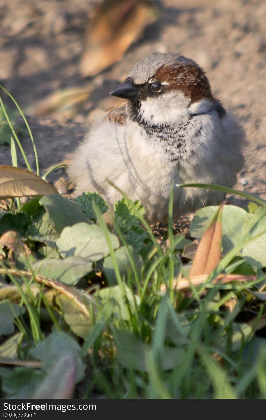 Male House Sparrows are vividly colored birds. They have gray heads, white cheeks, a black bib and rufous necks.