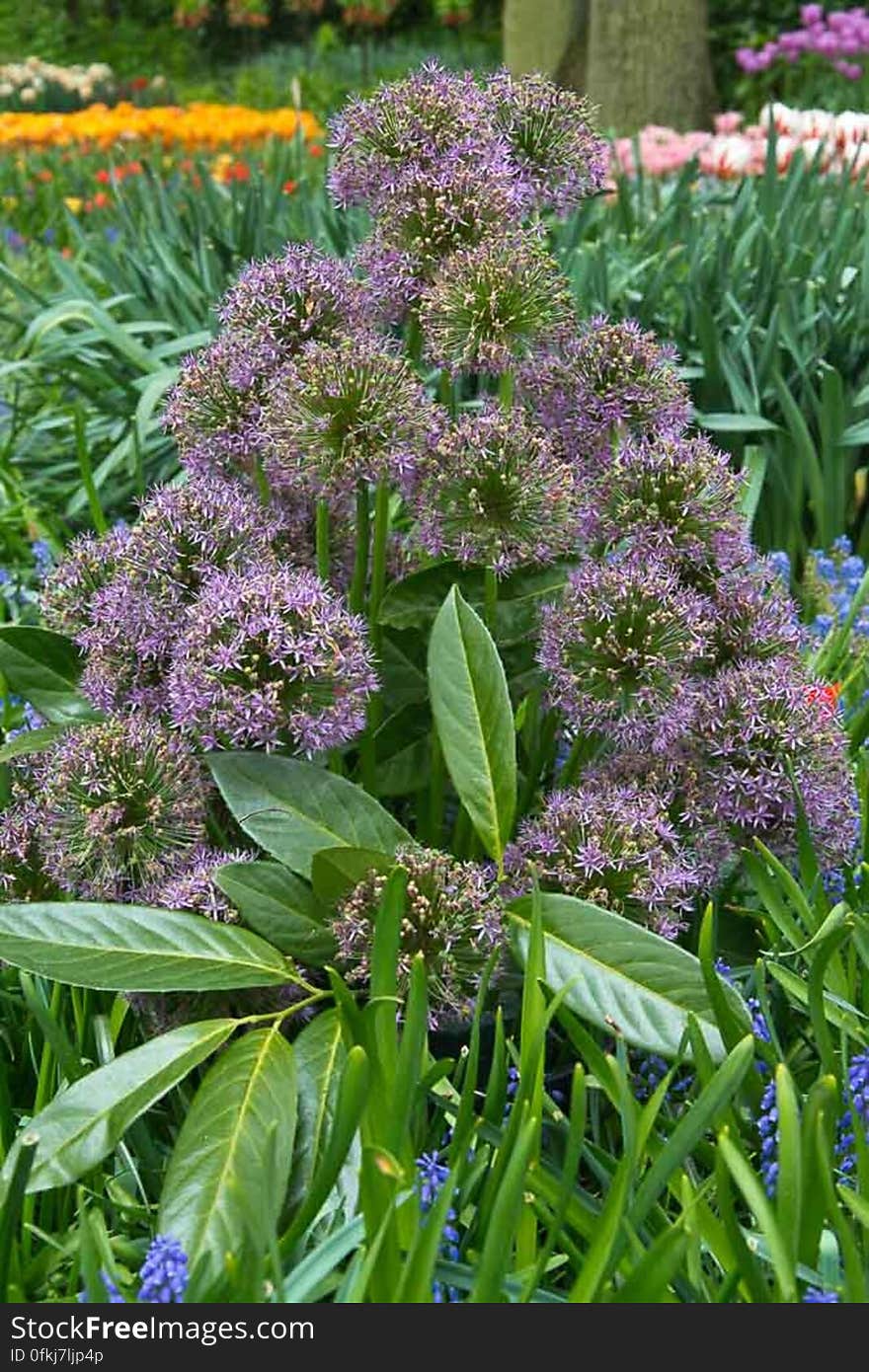 Allium shrub with purple inflorescences are very sought-after cut flowers. Allium shrub with purple inflorescences are very sought-after cut flowers.