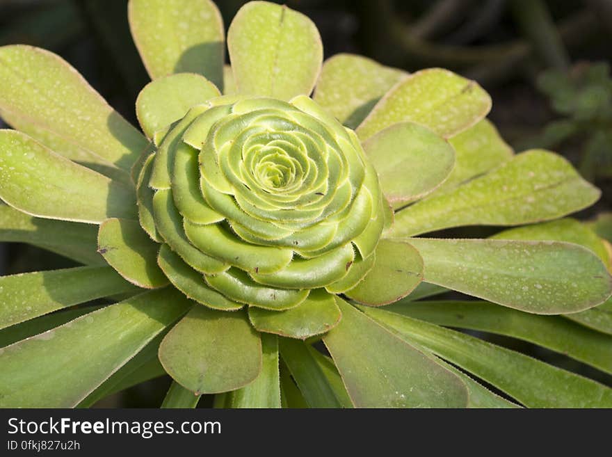 Succulent sub-tropical plant endemic to Canary islands with spoon-shaped leaves. Succulent sub-tropical plant endemic to Canary islands with spoon-shaped leaves.