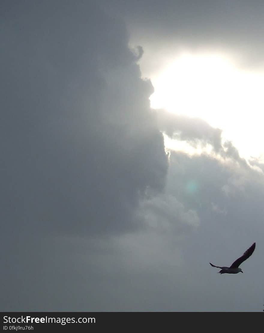 albatross-in-sunset-light