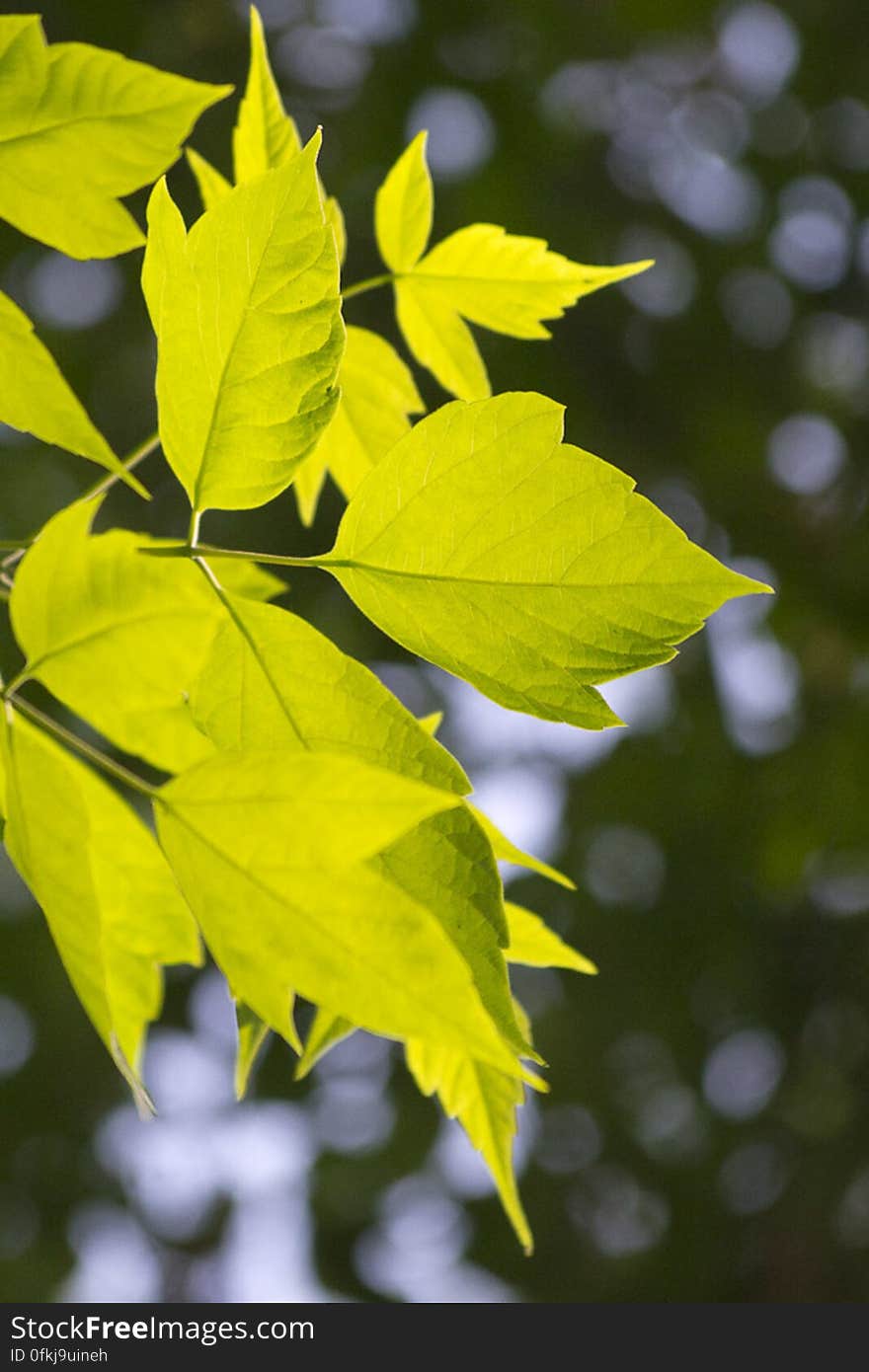 Leaves lit from behind by soft sunset light.