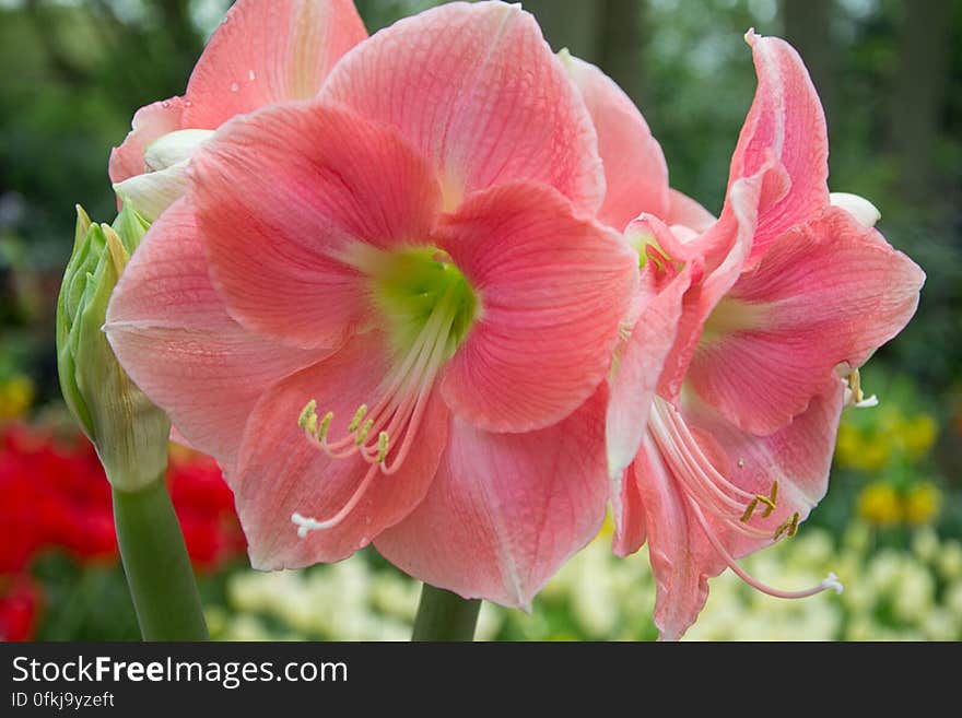 Amaryllis Rosalie is a salmon-pink colored flower.