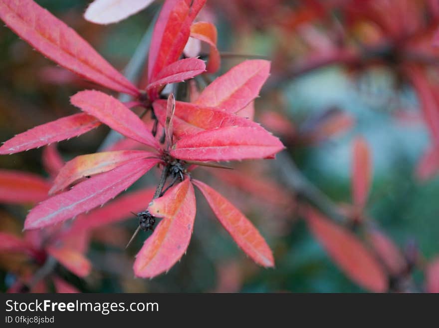 barberry-shrub-leaves-and-thorns