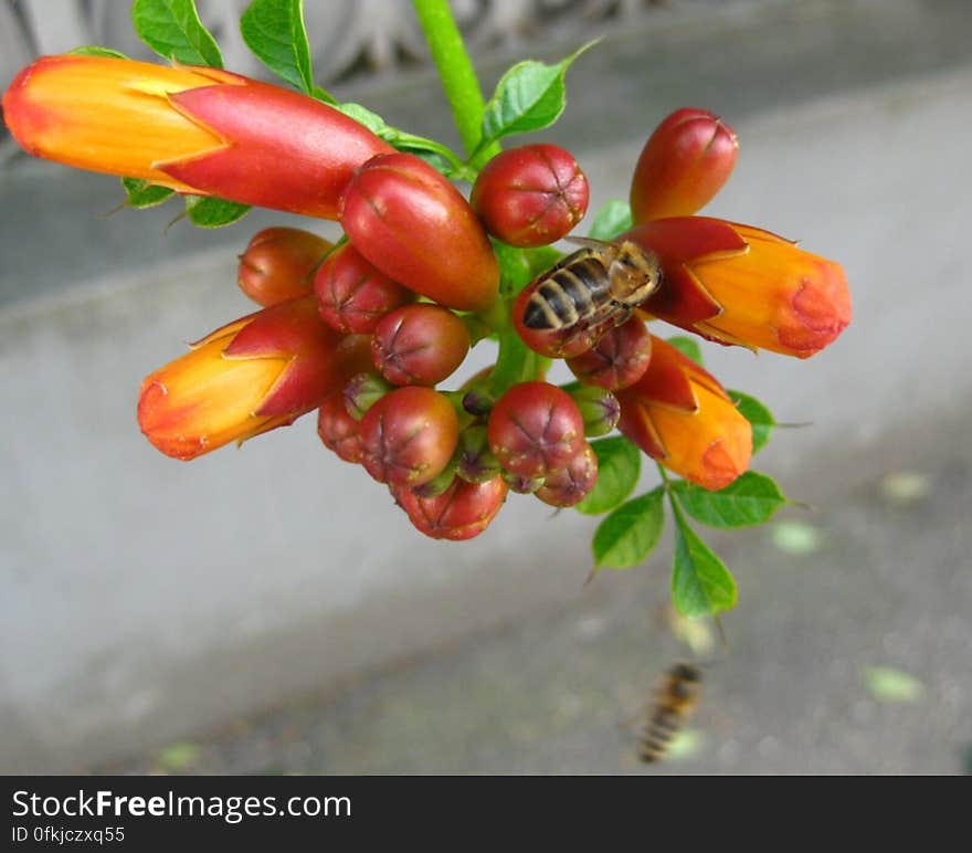 bees-feeding-on-trumpet-vine-buds