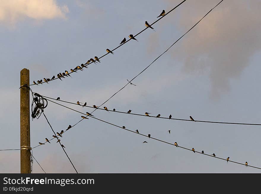 Barn swallows resting and grooming on power lines. Barn swallows resting and grooming on power lines