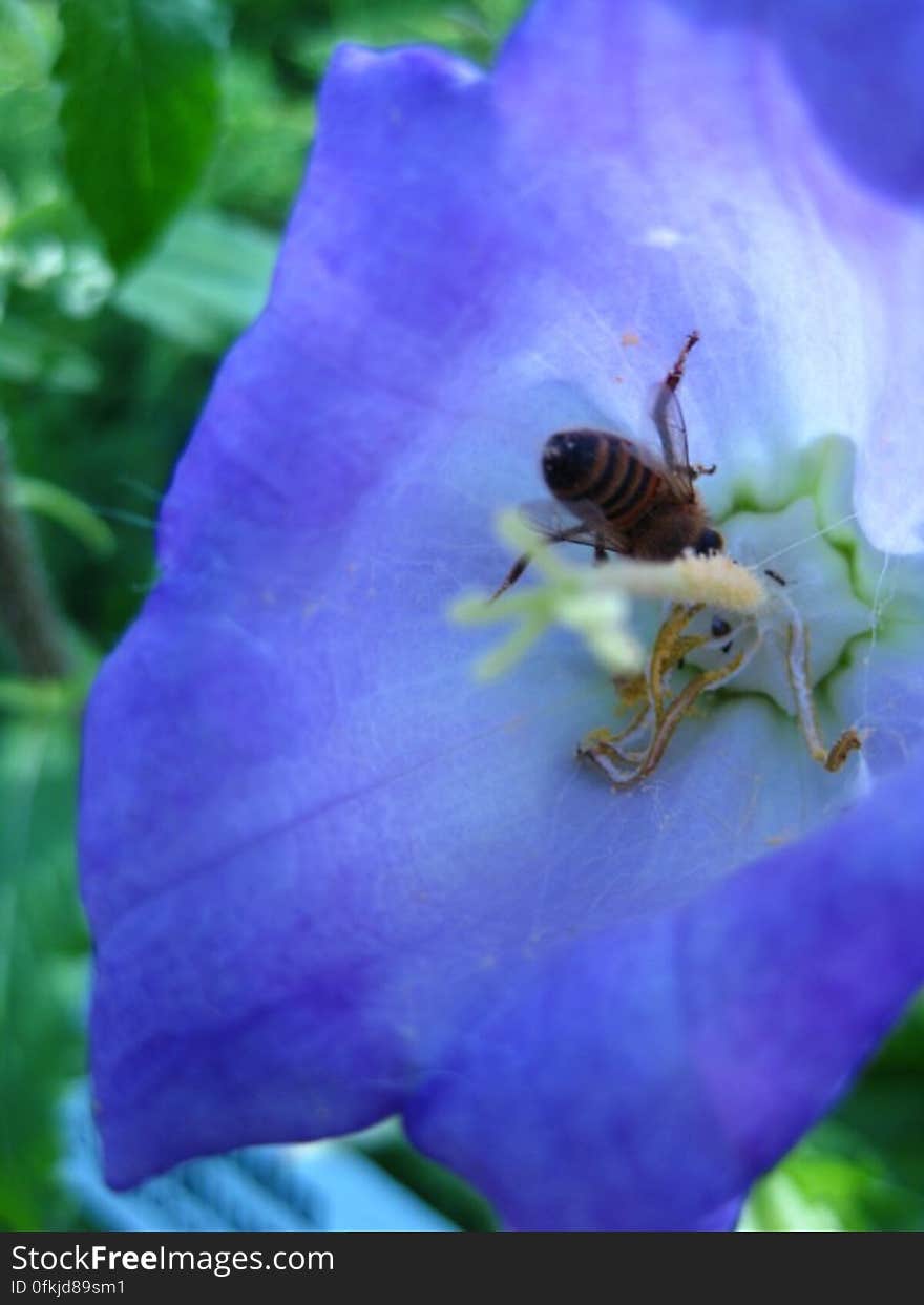 bell-flower-feeding-bee