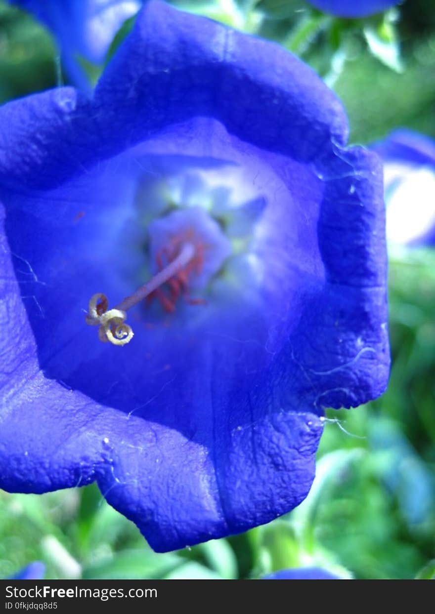 bell-flower-close-up-shot