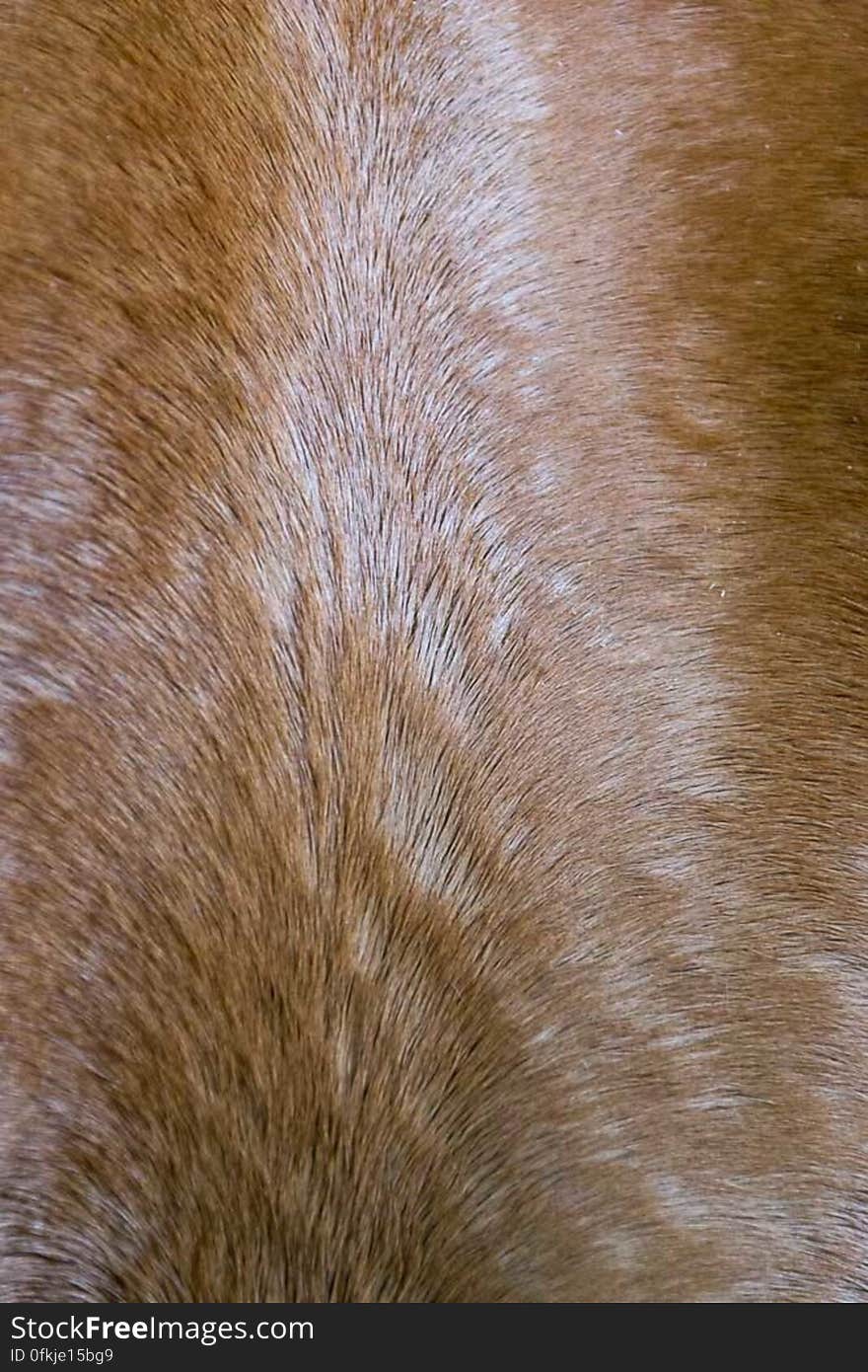 Bay horse hair detail